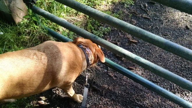 IMG_20150427_171612606[1]