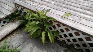 IMG_20150504_112708379[1]