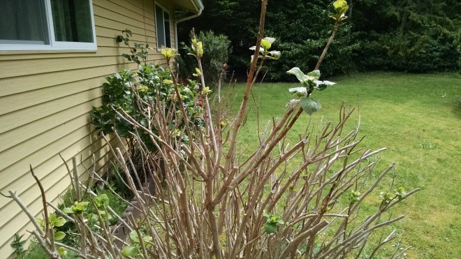 IMG_20150504_112806116[1]