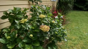 IMG_20150504_112844203[1]