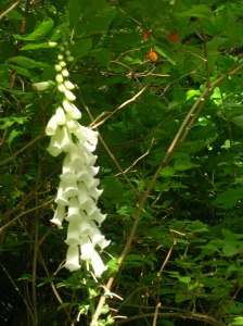Foxglove and berries
