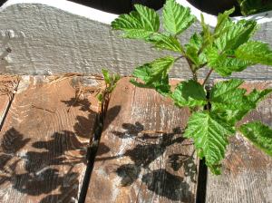 Salmonberry shoot