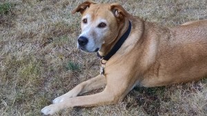 IMG_20150902_184515698[1]