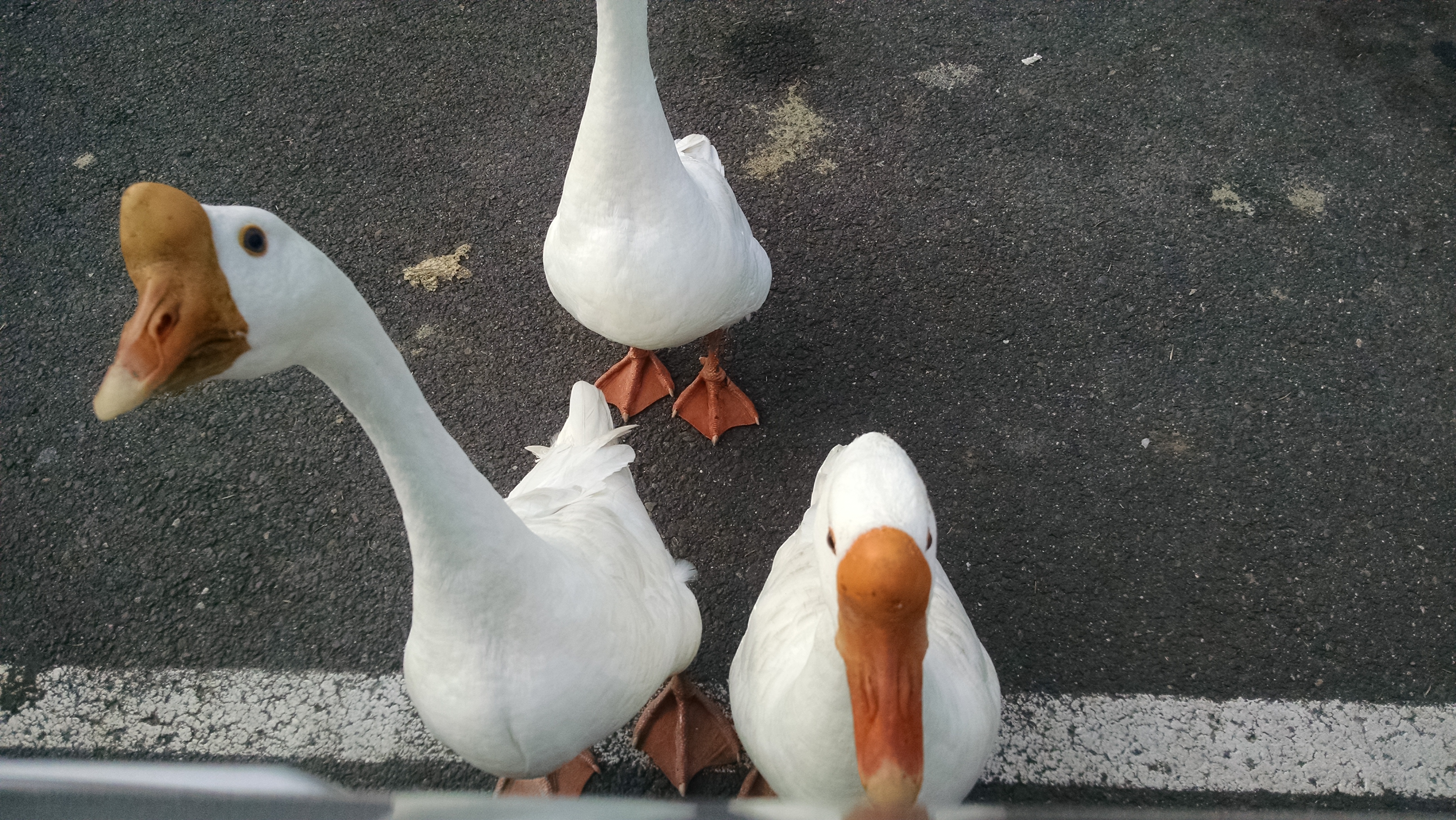 IMG_20151122_144738062