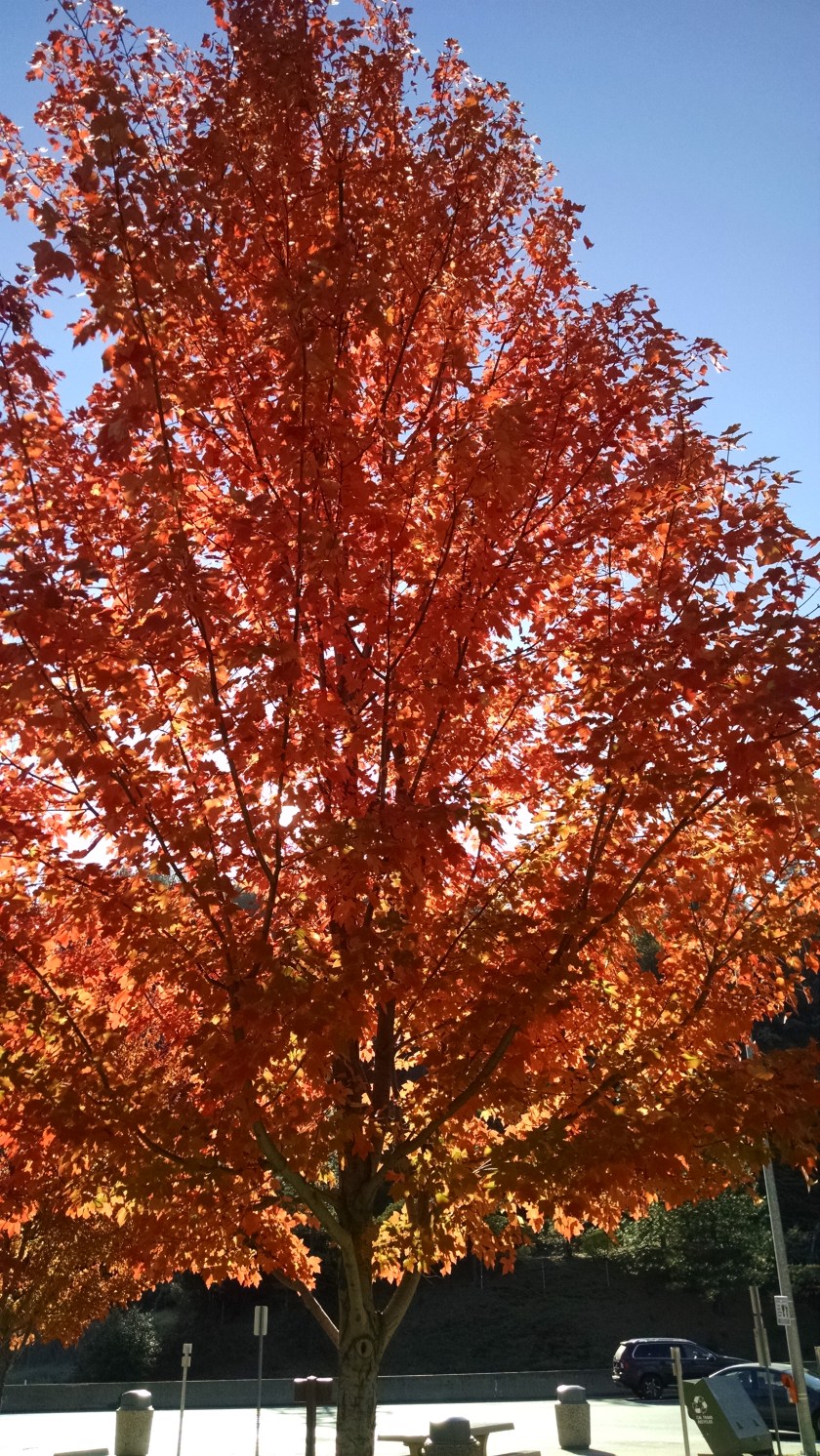 IMG_20151129_133137281[2]