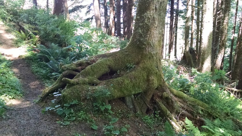 IMG_20160612_111556422[1]