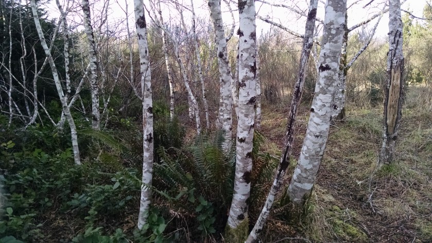 img_20170128_1504126491