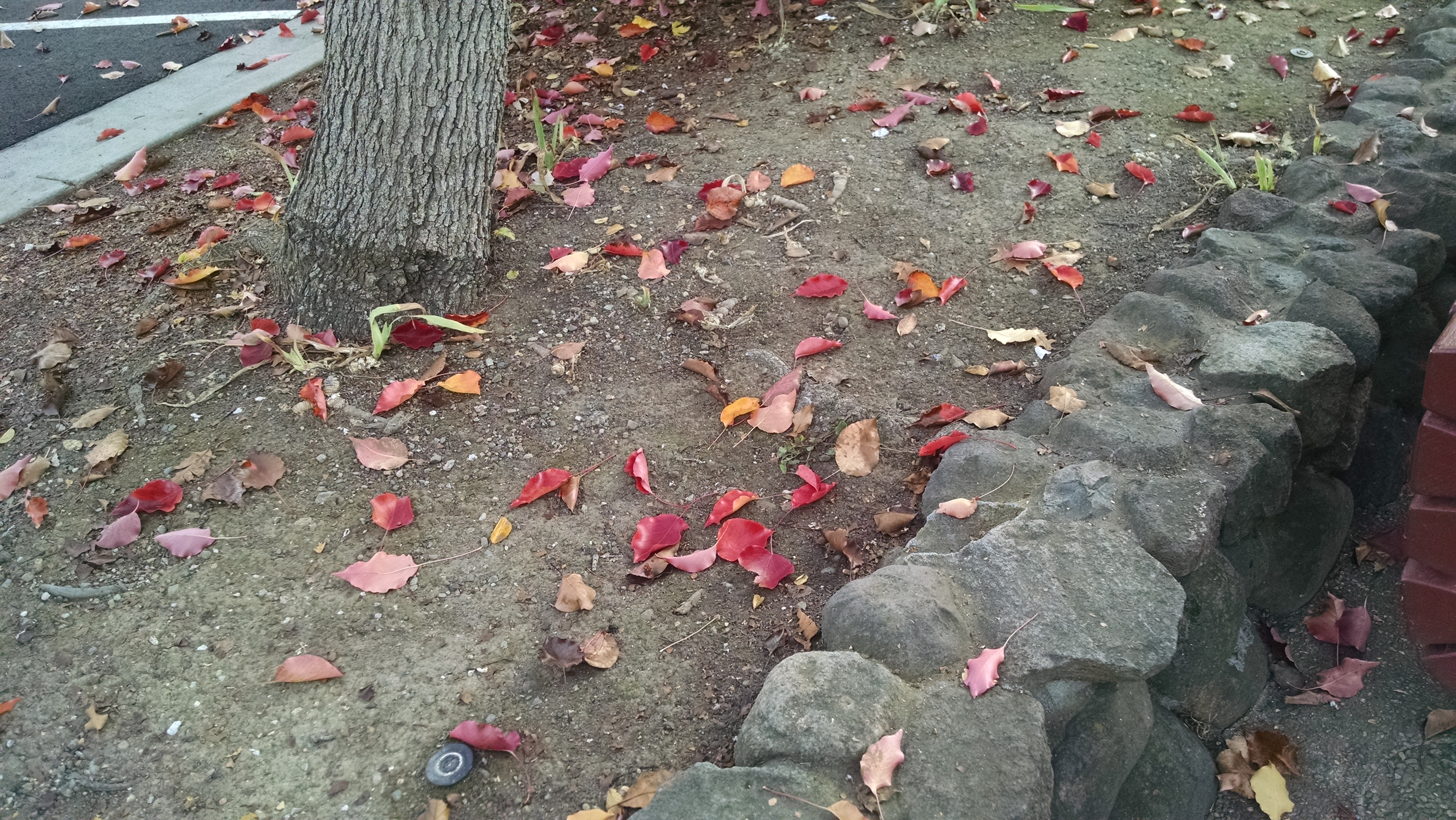 IMG_20171122_134613513[1]