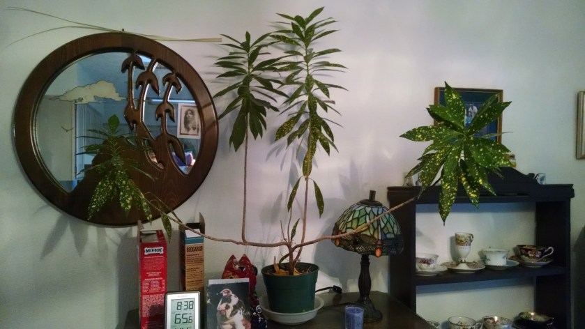 IMG_20180108_084024329[1]