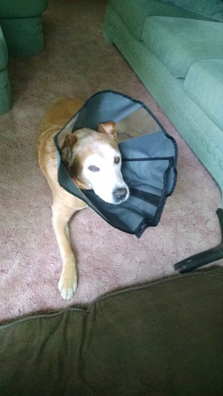 IMG_20190528_091822933[1]