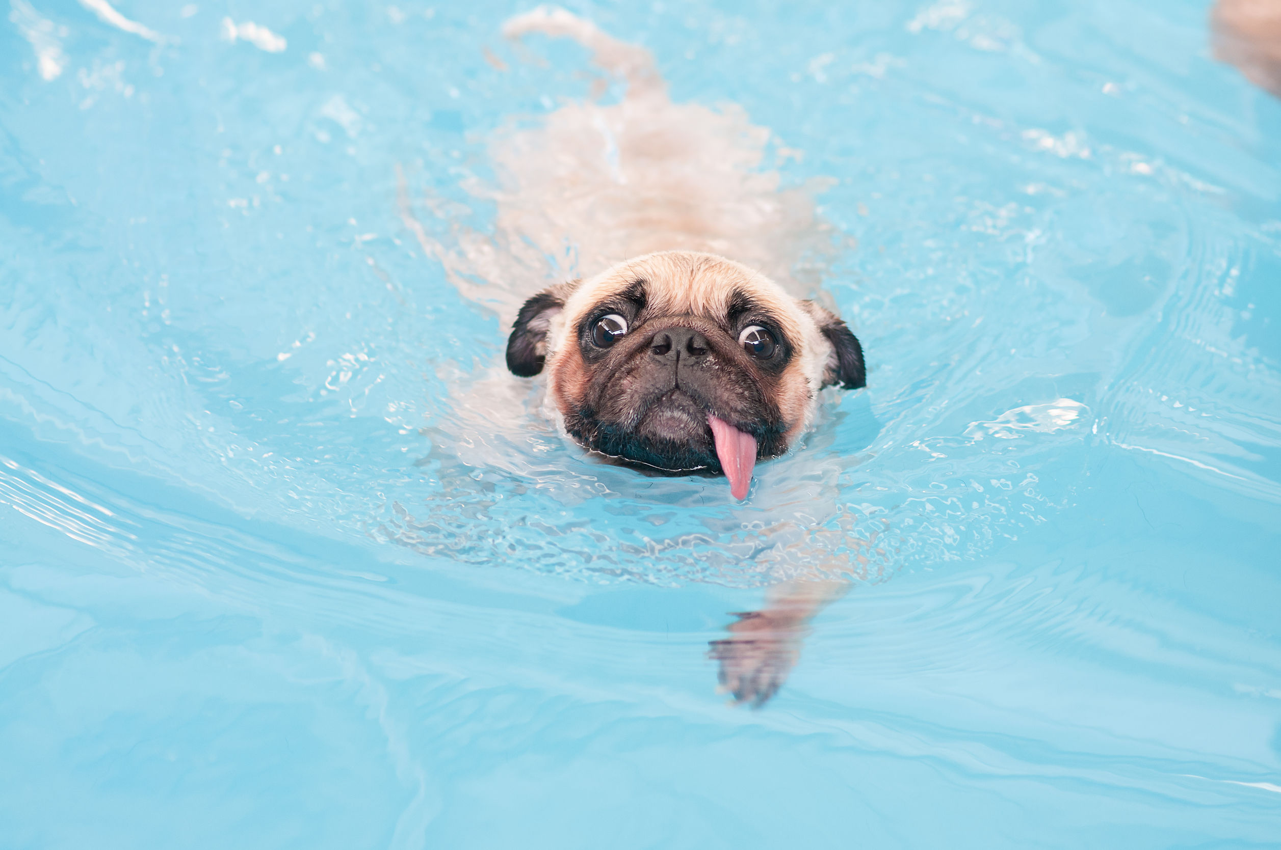 Pug in Pool